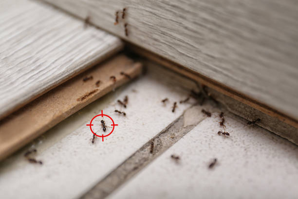 Best Pest Prevention Services  in Tower City, PA